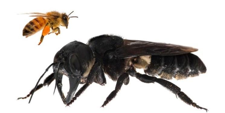 بزرگ ترین زنبور دنیا پیدا شد