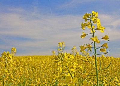ایران در زمینه روغن نباتی و کنجاله 90 درصد به خارج وابستگی دارد