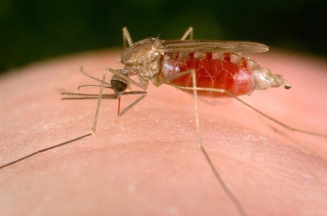 هشدارِ گسترش سوپر مالاریا در جهان