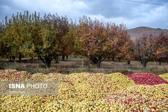 تولید 120 هزار تن سیب درختی طی سال گذشته در کهگیلویه و بویراحمد