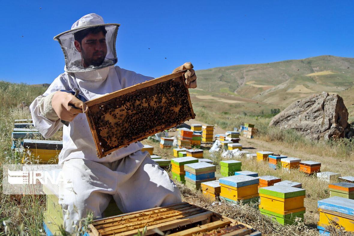 خبرنگاران 28 تن عسل در باخرز تولید شد
