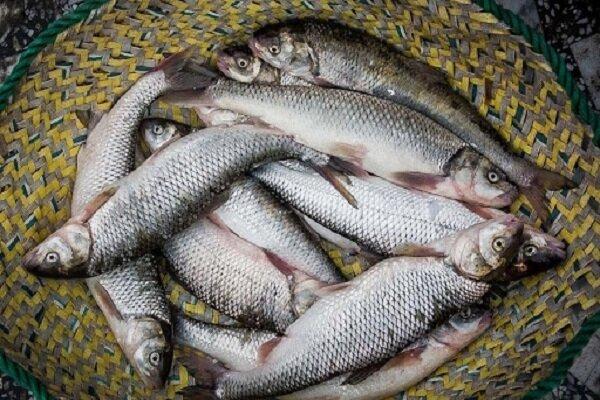 ساخت استخرهای کوچک پرورش ماهی گرمابی و سردابی در مناطق محروم