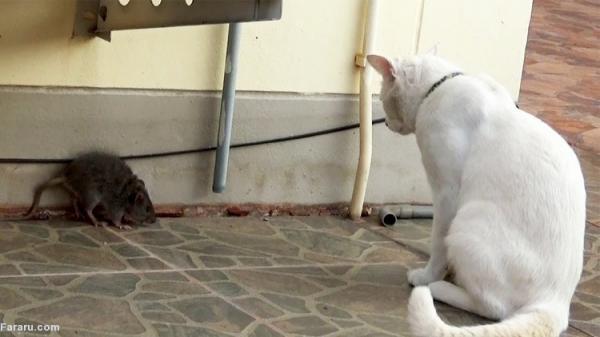 (ویدئو) نبرد حماسی موش با گربه!