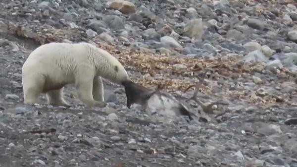 تصاویری نادر از شکار گوزن به وسیله خرس قطبی